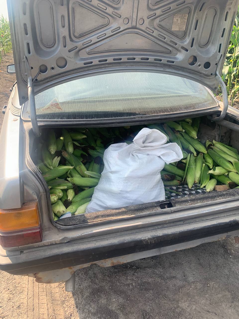 В багажнике была кукуруза. В Брестской области сотрудники ГАИ проверили Audi