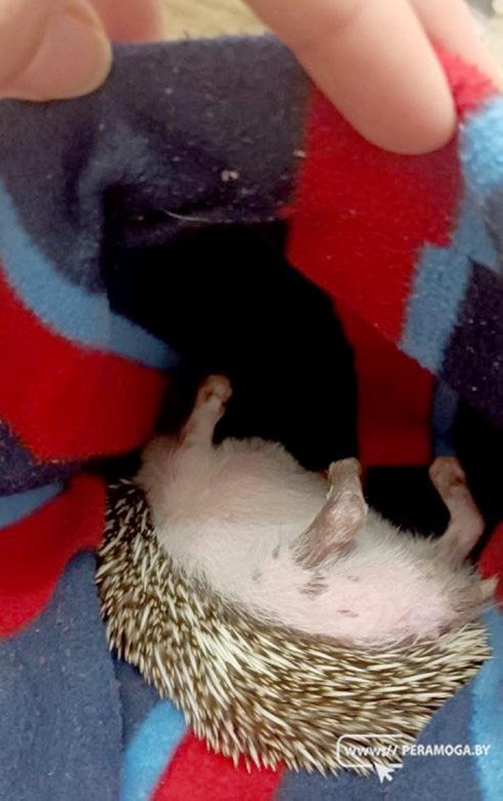 Ежик Пыхтоша появился в семье белорусов