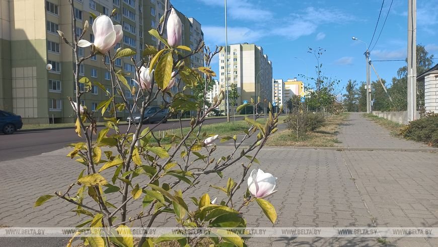 В Бресте второй раз за год зацвела магнолия