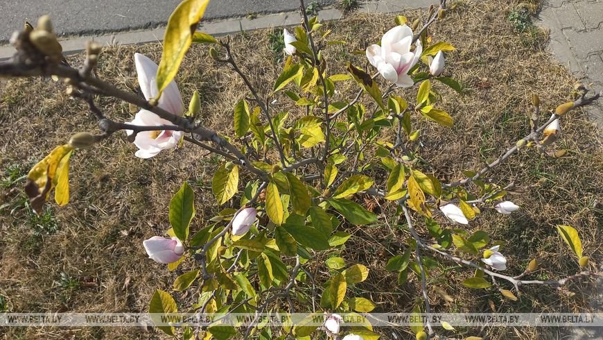 В Бресте второй раз за год зацвела магнолия