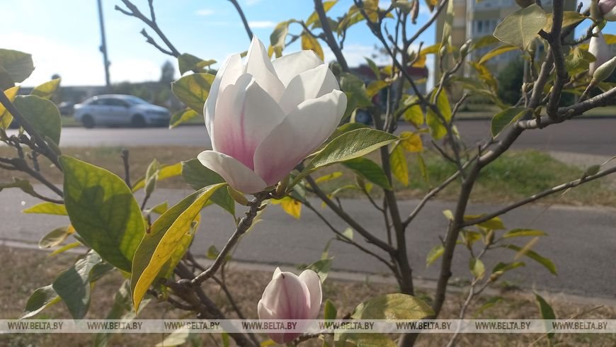 В Бресте второй раз за год зацвела магнолия