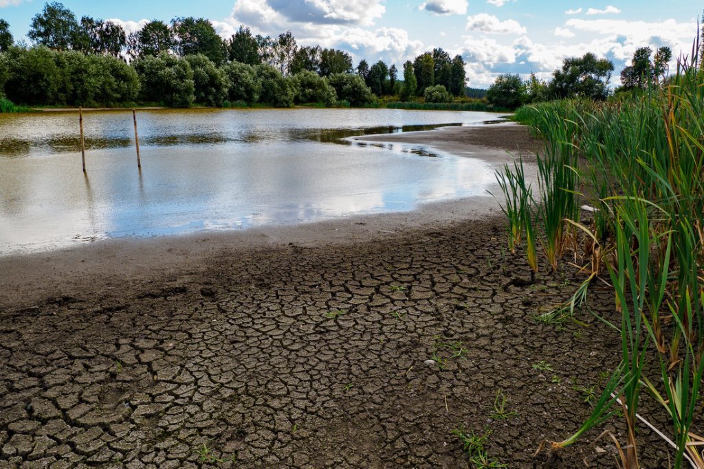 «Зарядил ружье первым попавшимся патроном». Узнали, чем закончилась история с застреленной хаски