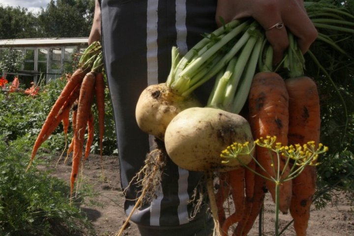 Продажа овощей и растений с огорода. Как избежать проблем с налоговыми органами