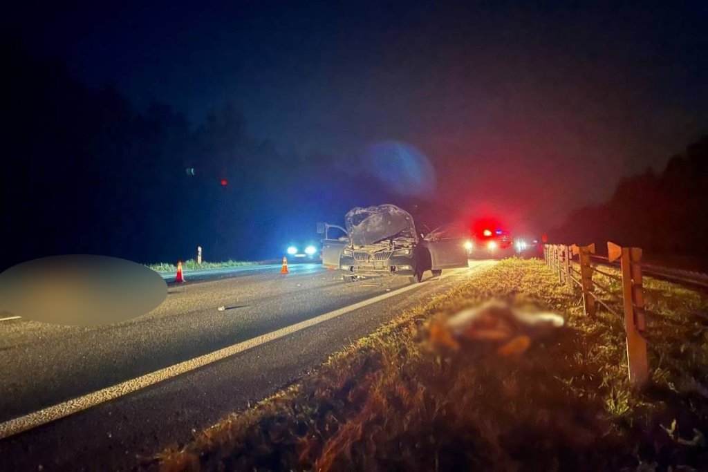 В аварии с лосем в Крупском районе погиб пассажир легковушки