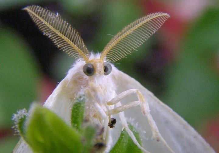 В Пинском районе объявлен карантин по американской белой бабочке
