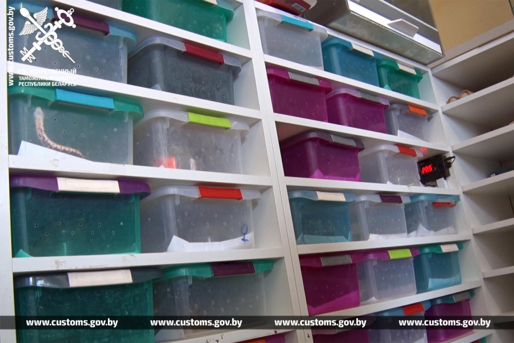 Брестские таможенники обнаружили 19 королевских питонов в рейсовом автобусе из Польши