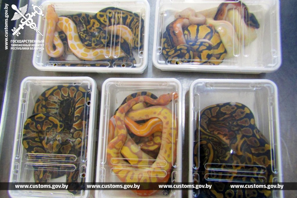Брестские таможенники обнаружили 19 королевских питонов в рейсовом автобусе из Польши