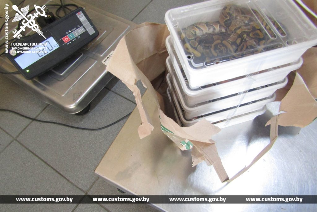 Брестские таможенники обнаружили 19 королевских питонов в рейсовом автобусе из Польши