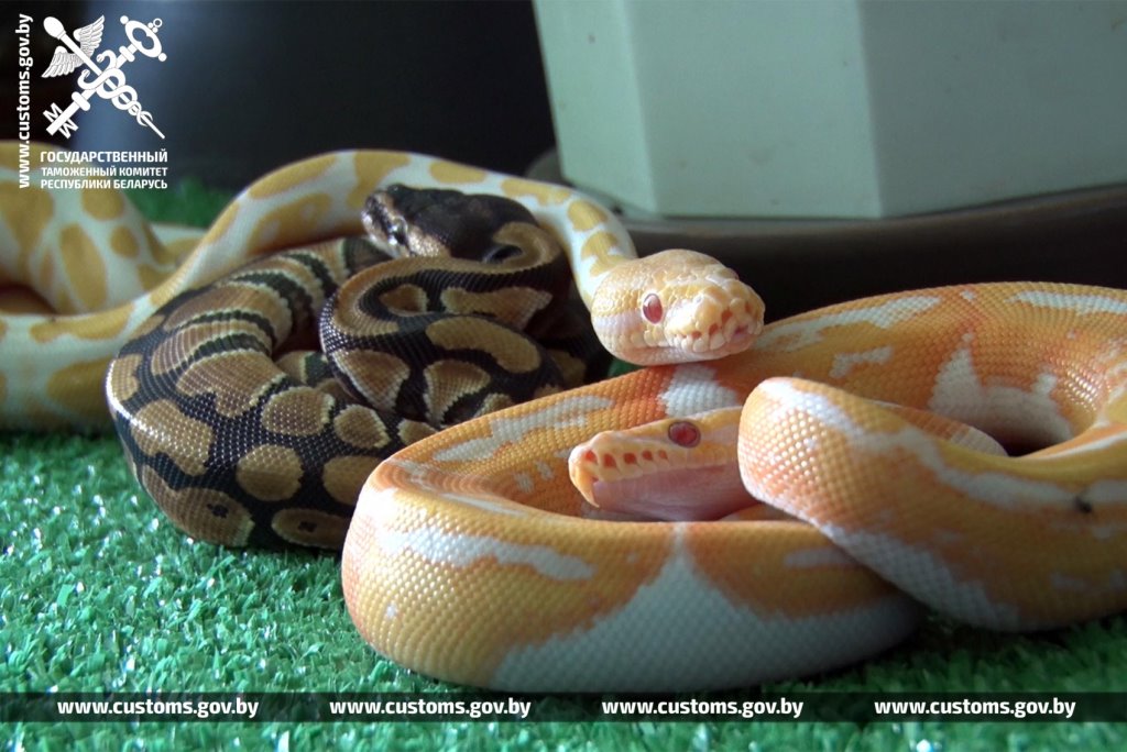 Брестские таможенники обнаружили 19 королевских питонов в рейсовом автобусе из Польши