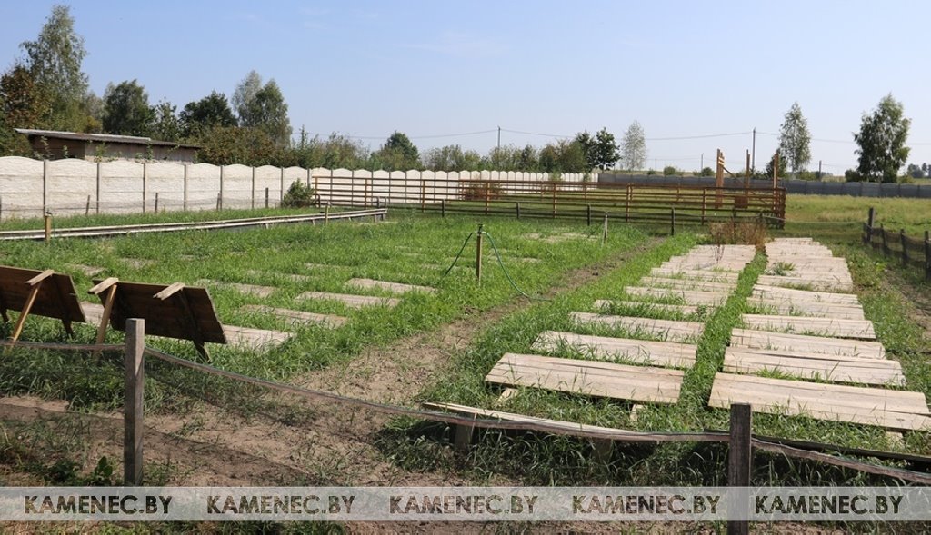 В Каменецком районе создали ферму с улитками, мясо которых употребляют в дорогих ресторанах