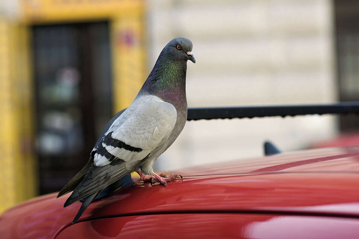 Белоруске на новое авто разбросали хлебные крошки. Их съели птицы вместе с лакокрасочным покрытием