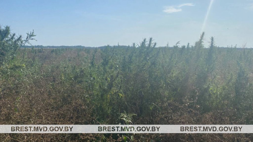 В Жабинковском районе уничтожена плантация дикорастущей конопли