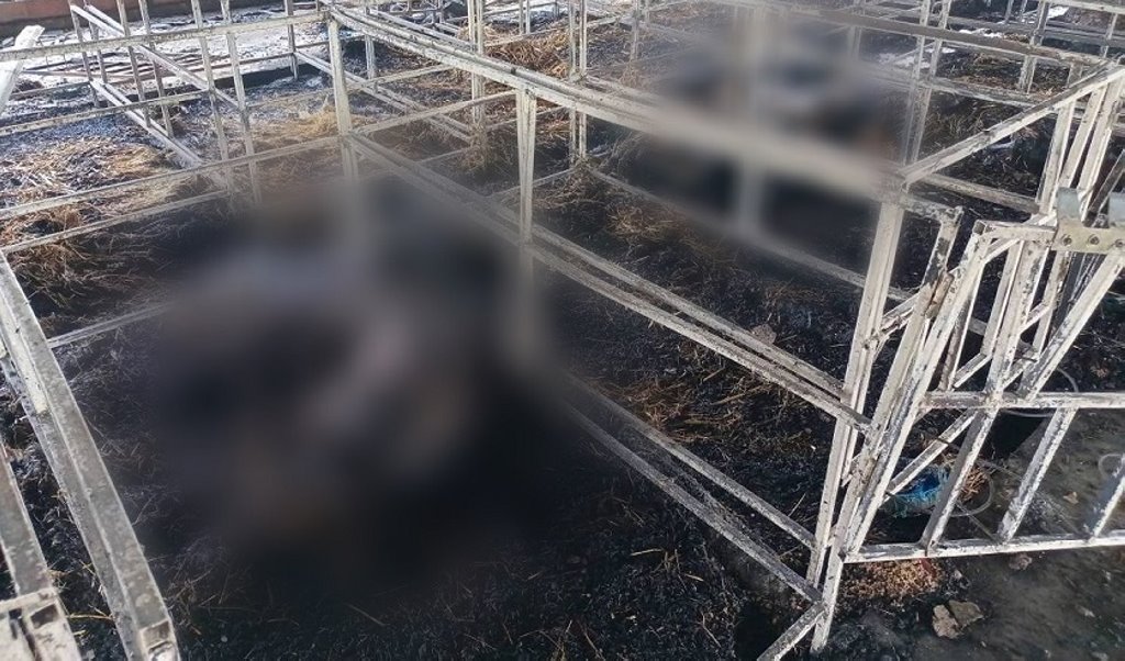 В Беларуси в огне погибло более 110 телят. Подробности расследования уголовного дела