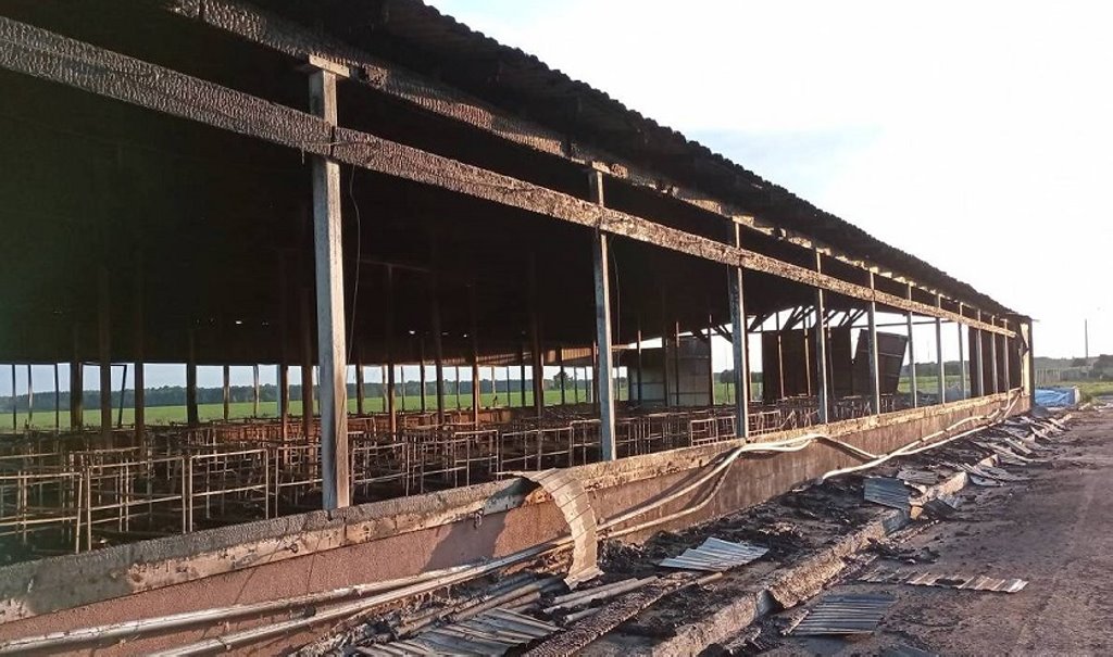 В Беларуси в огне погибло более 110 телят. Подробности расследования уголовного дела