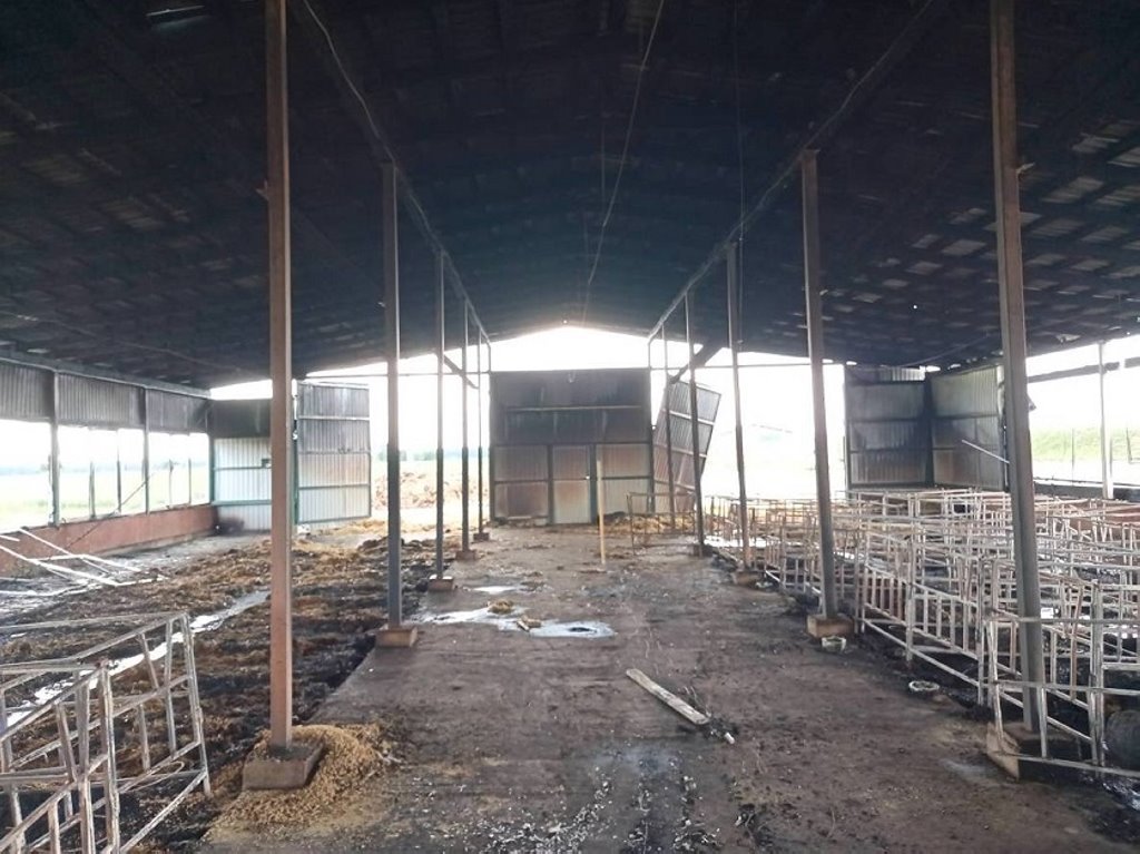 В Беларуси в огне погибло более 110 телят. Подробности расследования уголовного дела