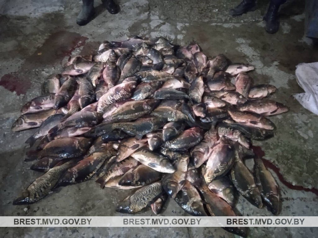 Отборный карп в багажнике: как незаконная рыбалка привела к уголовному делу в Ганцевичском районе