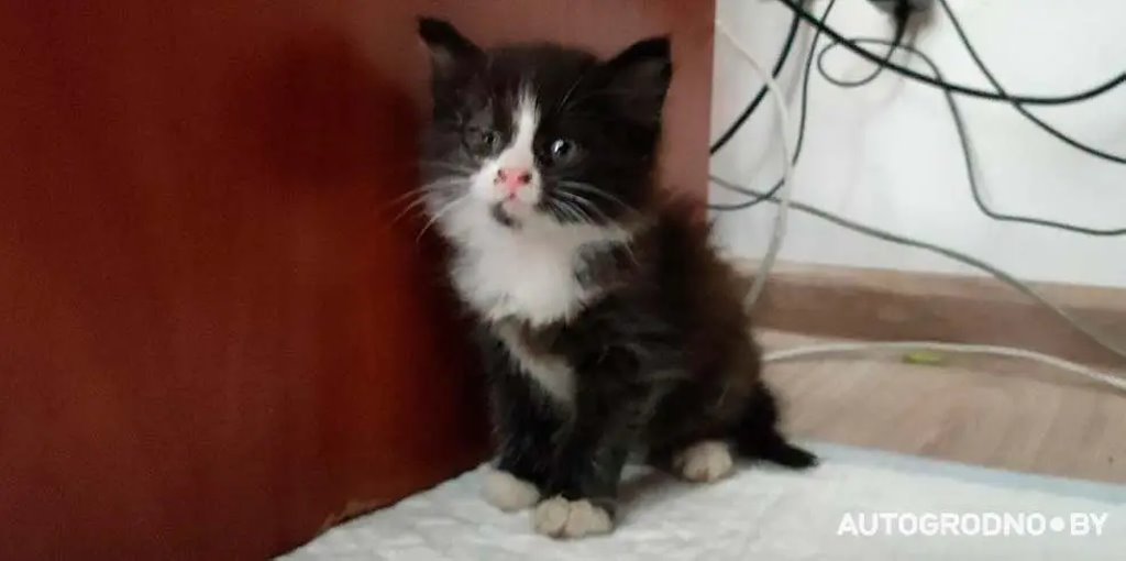 Котенок проехал в моторном отсеке авто более 10 километров и оказался на СТО