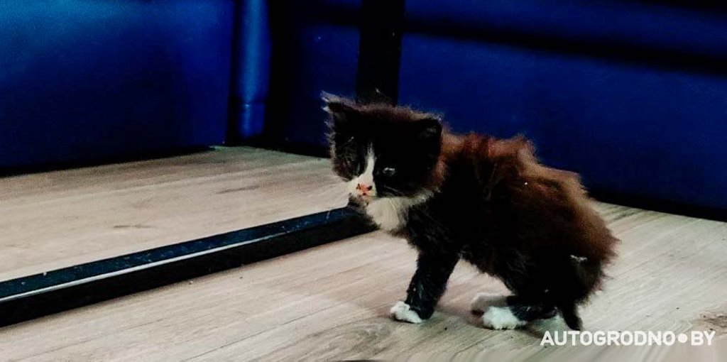 Котенок проехал в моторном отсеке авто более 10 километров и оказался на СТО