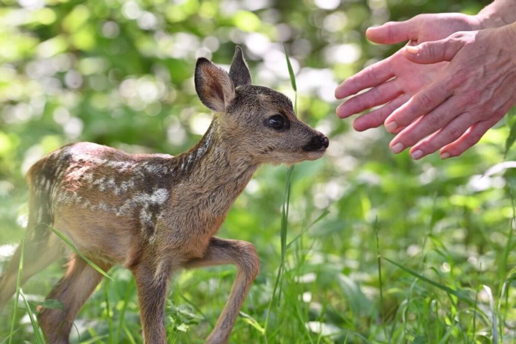 За помощь диким животным в Беларуси можно получить штраф – узнали, в каком случае
