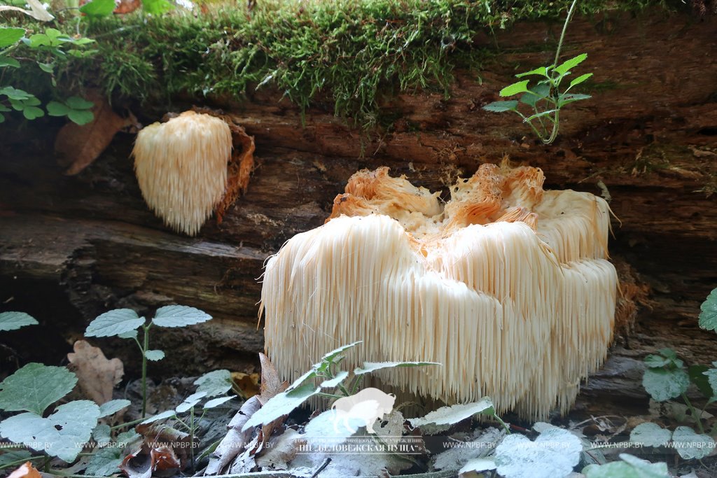 Редчайший для Беларуси гриб найден в Беловежской пуще