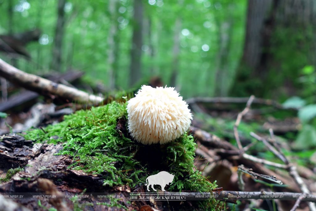 Редчайший для Беларуси гриб найден в Беловежской пуще