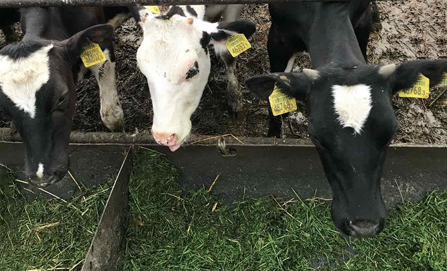 В Брестском районе осудили заместителя директора, ветеринара и бригадира на молочной ферме. Что они сделали?
