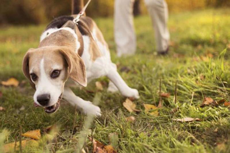 В Беларуси мужчина избил собаку и получил за это большой штраф