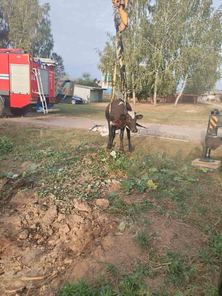 Корова упала в колодец — вот как ее доставали