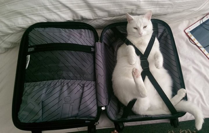 Съездить с домашним питомцем из Беларуси в Евросоюз стало сложнее. В силу вступило новое правило