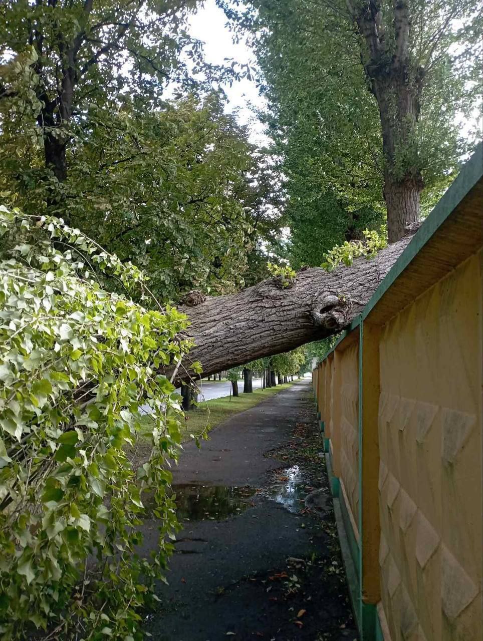 В Бресте после ливня в ГОЧС поступил 21 звонок