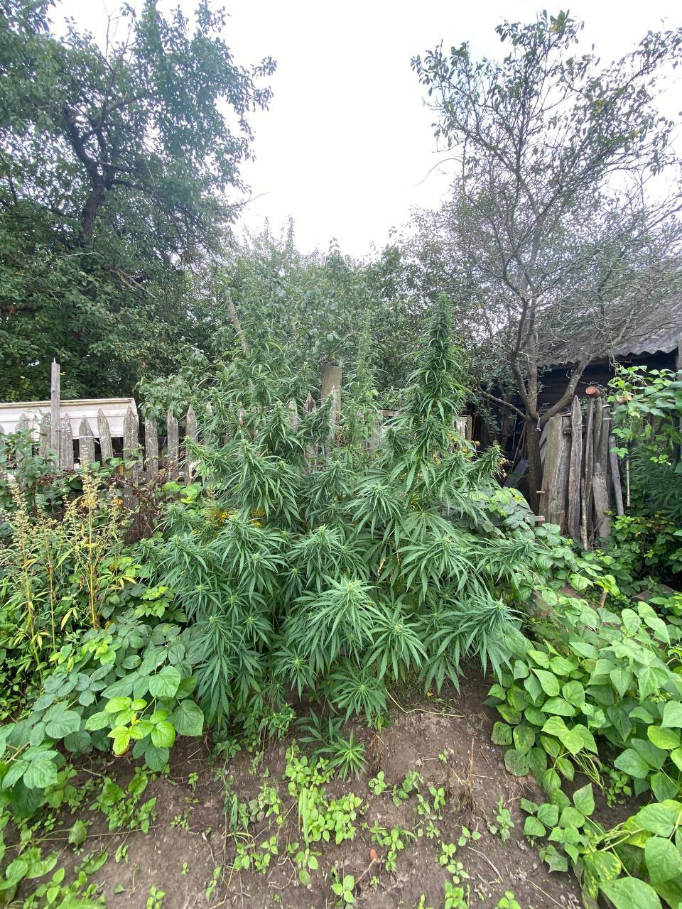 Белорус вырастил в огороде 15 кустов конопли — теперь ему грозит до 15 лет