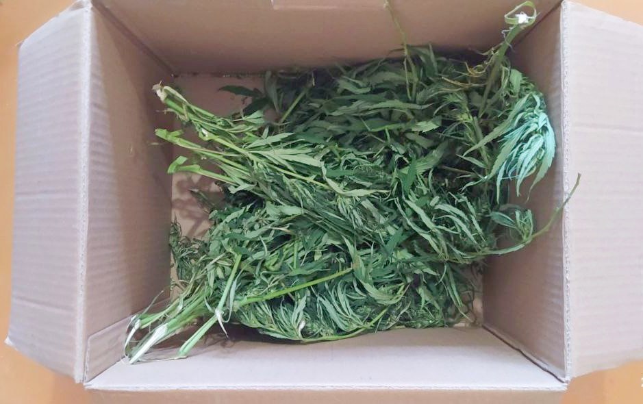 Белорус хранил на балконе свыше 100 гр марихуаны, возбуждено уголовное дело