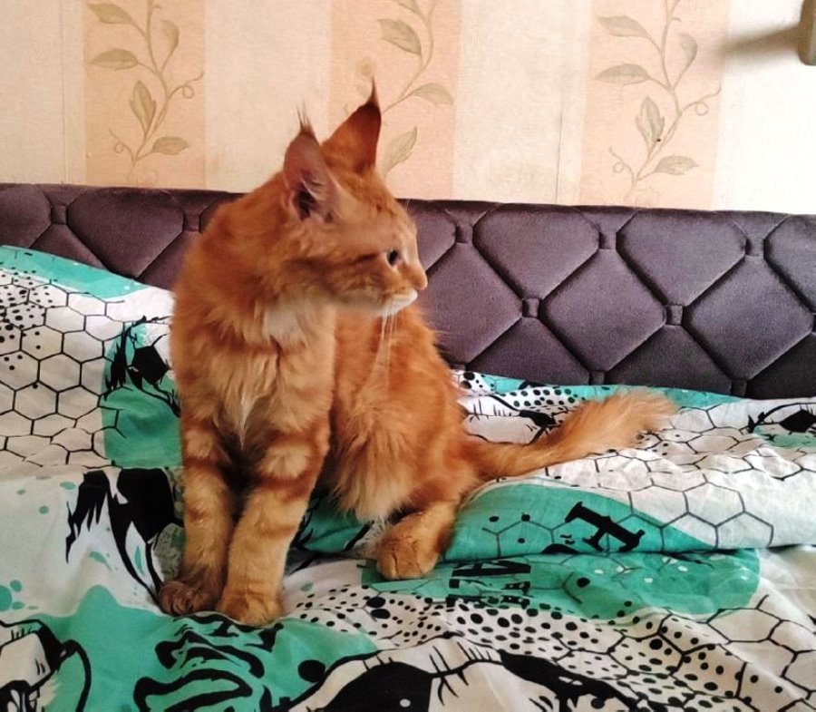 В Бресте спасатели пришли на помощь коту, лапа которого застряла в батарее