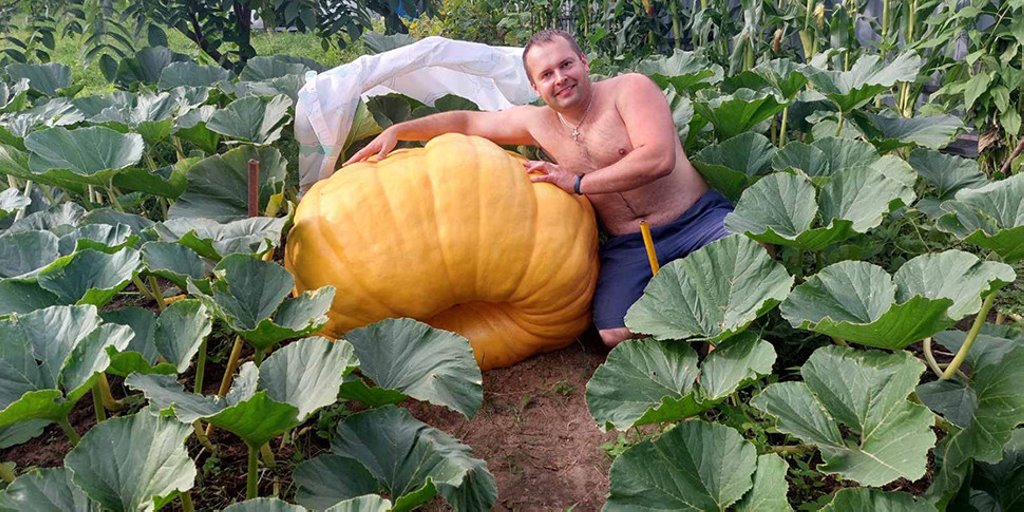 Белорус вырастил царь-тыкву весом 315 килограммов