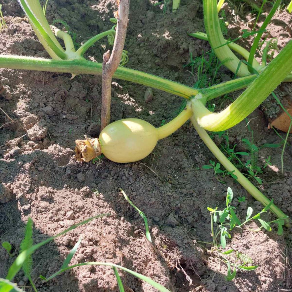 Белорус вырастил царь-тыкву весом 315 килограммов