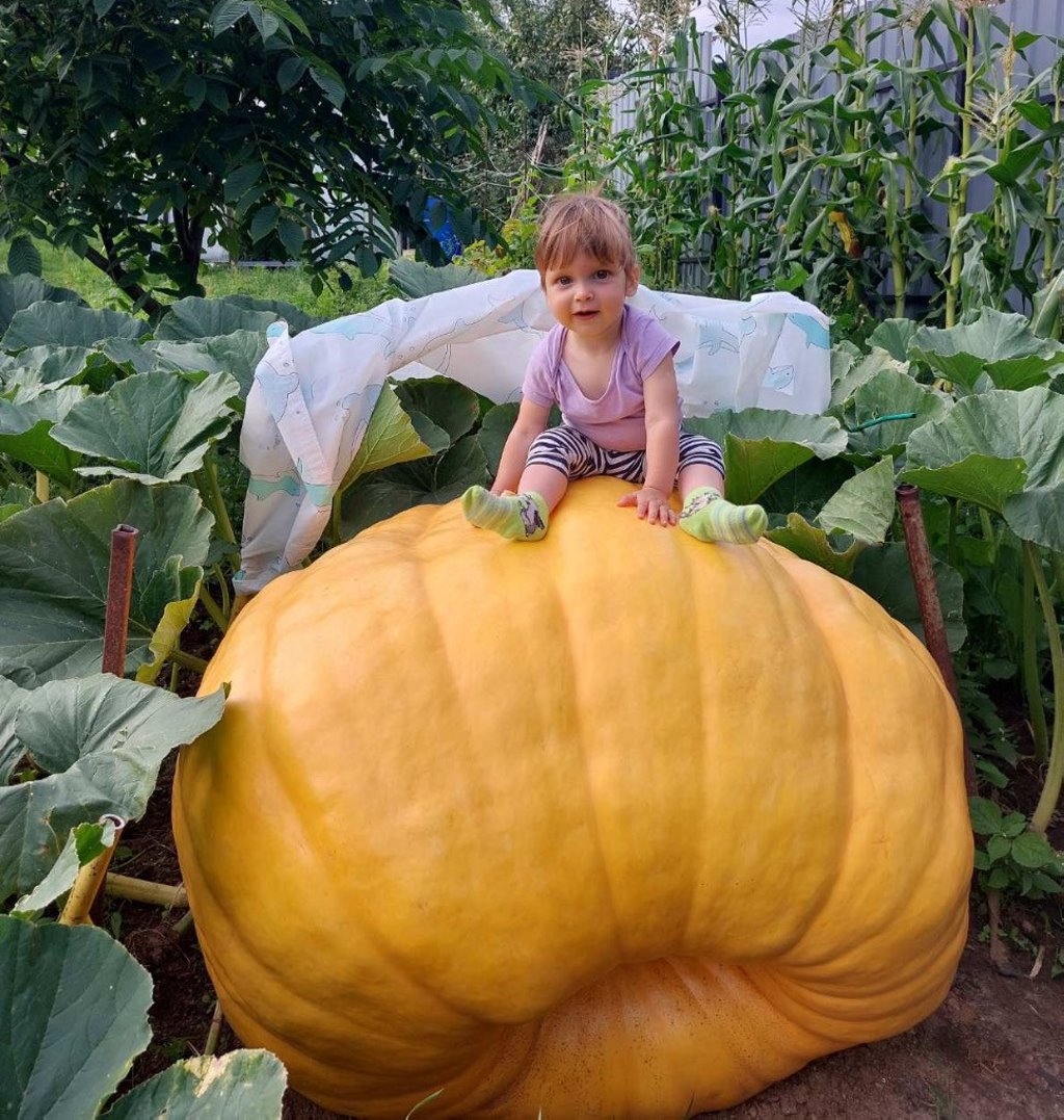 Белорус вырастил царь-тыкву весом 315 килограммов