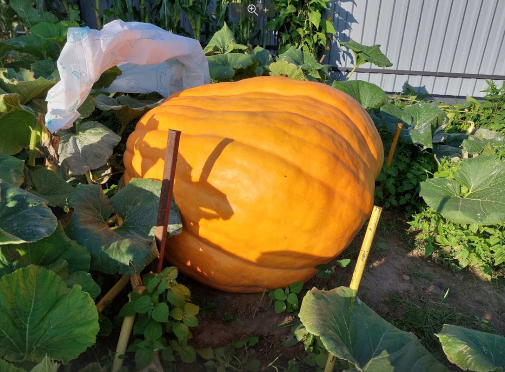 Белорус вырастил царь-тыкву весом 315 килограммов