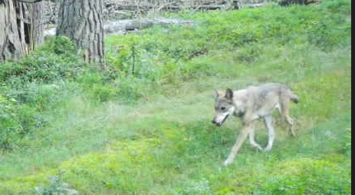 Жизнь зверей в лесах Беловежской пущи - кадры с фотловушки