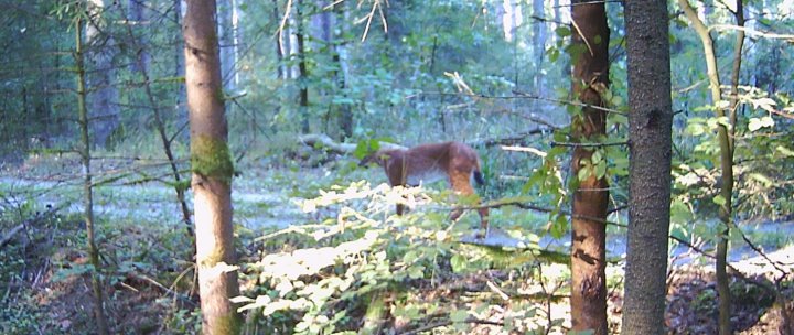Жизнь зверей в лесах Беловежской пущи - кадры с фотловушки