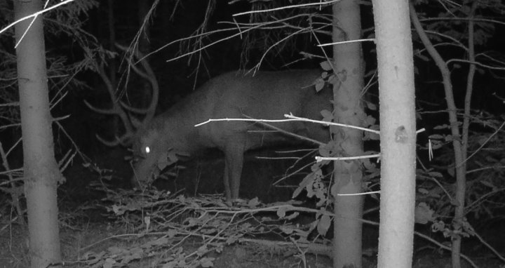 Жизнь зверей в лесах Беловежской пущи - кадры с фотловушки