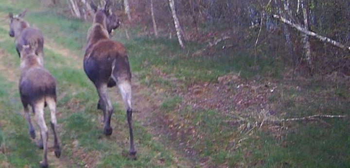 Жизнь зверей в лесах Беловежской пущи - кадры с фотловушки