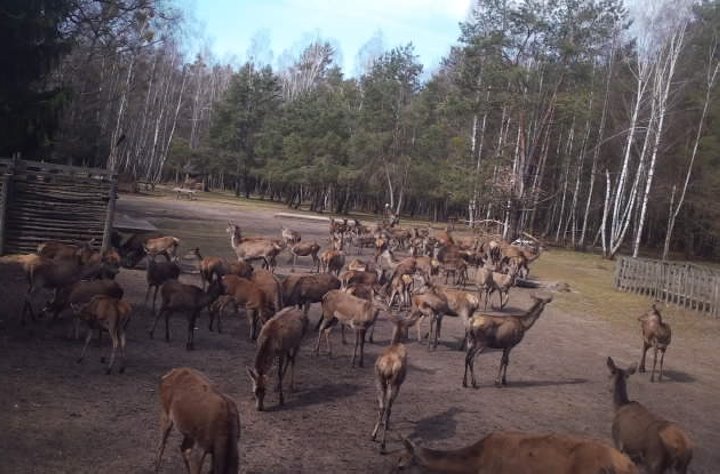 Жизнь зверей в лесах Беловежской пущи - кадры с фотловушки