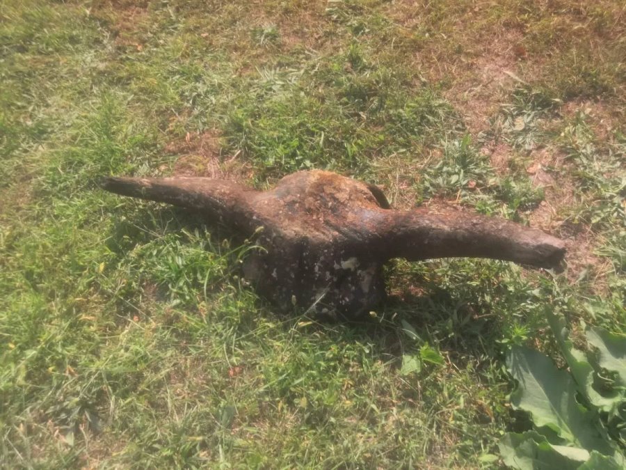 Супернаходка!  В Беларуси на дне реки нашли череп доисторического бизона