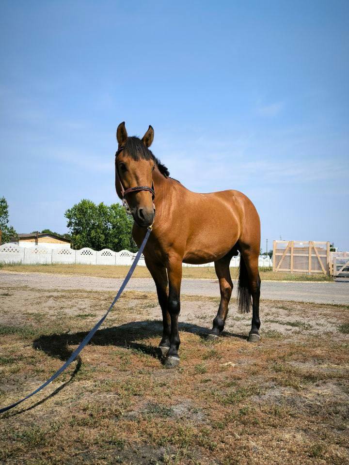 Президенту подарили двоих лошадей полесской породы