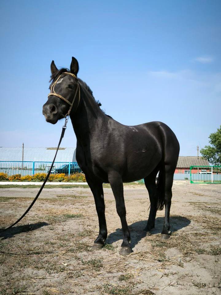 Президенту подарили двоих лошадей полесской породы