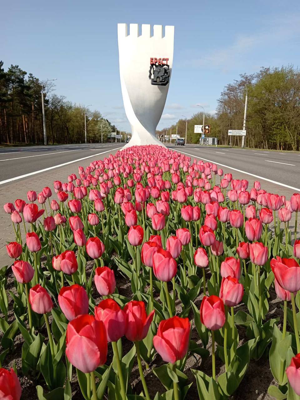В Бресте в ноябре высадят в открытый грунт 200 тысяч луковиц тюльпанов