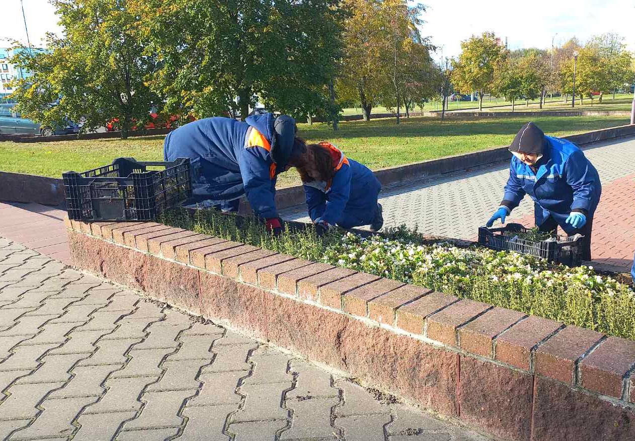 Улицы Бреста весной украсят 100 тыс. тюльпанов