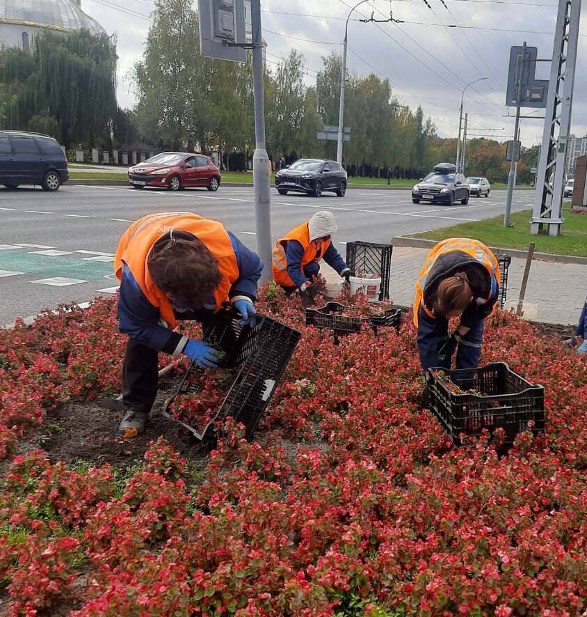 Улицы Бреста весной украсят 100 тыс. тюльпанов