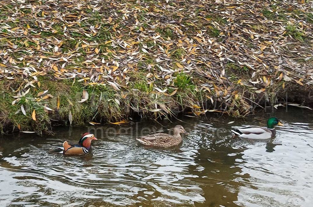 В Беларуси заметили утку, которая редко встречается у нас