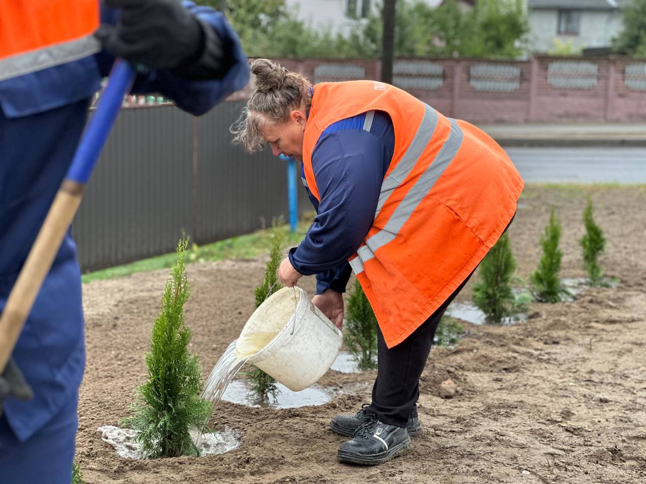 Брест становится зеленее: более 24 тысяч деревьев к концу 2024 года